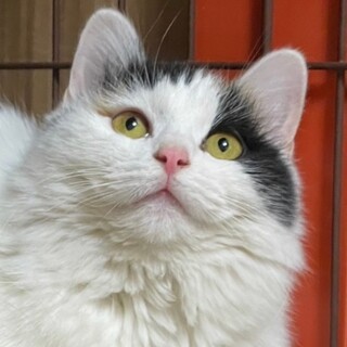 抱っこ大好き！長毛ミケ女の子パンジーちゃん