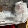 まめふくもちたま