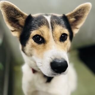 人が大好きな女の子です。