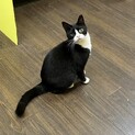 おもちゃ大好きるんるん気分の蘭です❣️