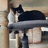 おもちゃ大好きるんるん気分の蘭です❣️ サムネイル4