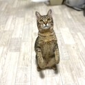 【キジトラ男子】くりくりお目めのみなみくん