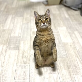 【キジトラ男子】くりくりお目めのみなみくん