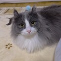 短足長毛男の子