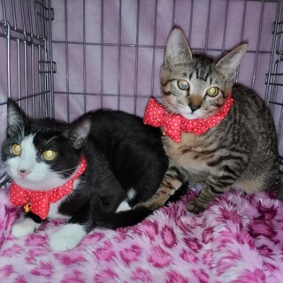 仲良し姉妹カナワちゃんウェイちゃん