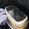 生後5ヶ月の子猫です❗️（女の子） サムネイル3