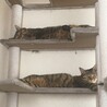 むいち。
