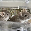 チンチラ（齧歯目）2匹の里親募集