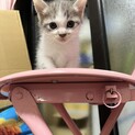 グレーの綺麗な猫あずきちゃん