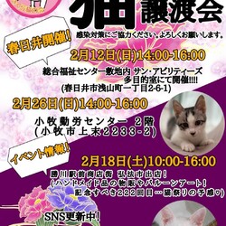 保護猫の譲渡会in春日井