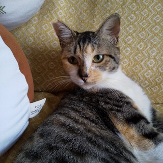 他でご縁が繋がりました。　有難うございました！