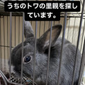 新しく家族になってくれるかた