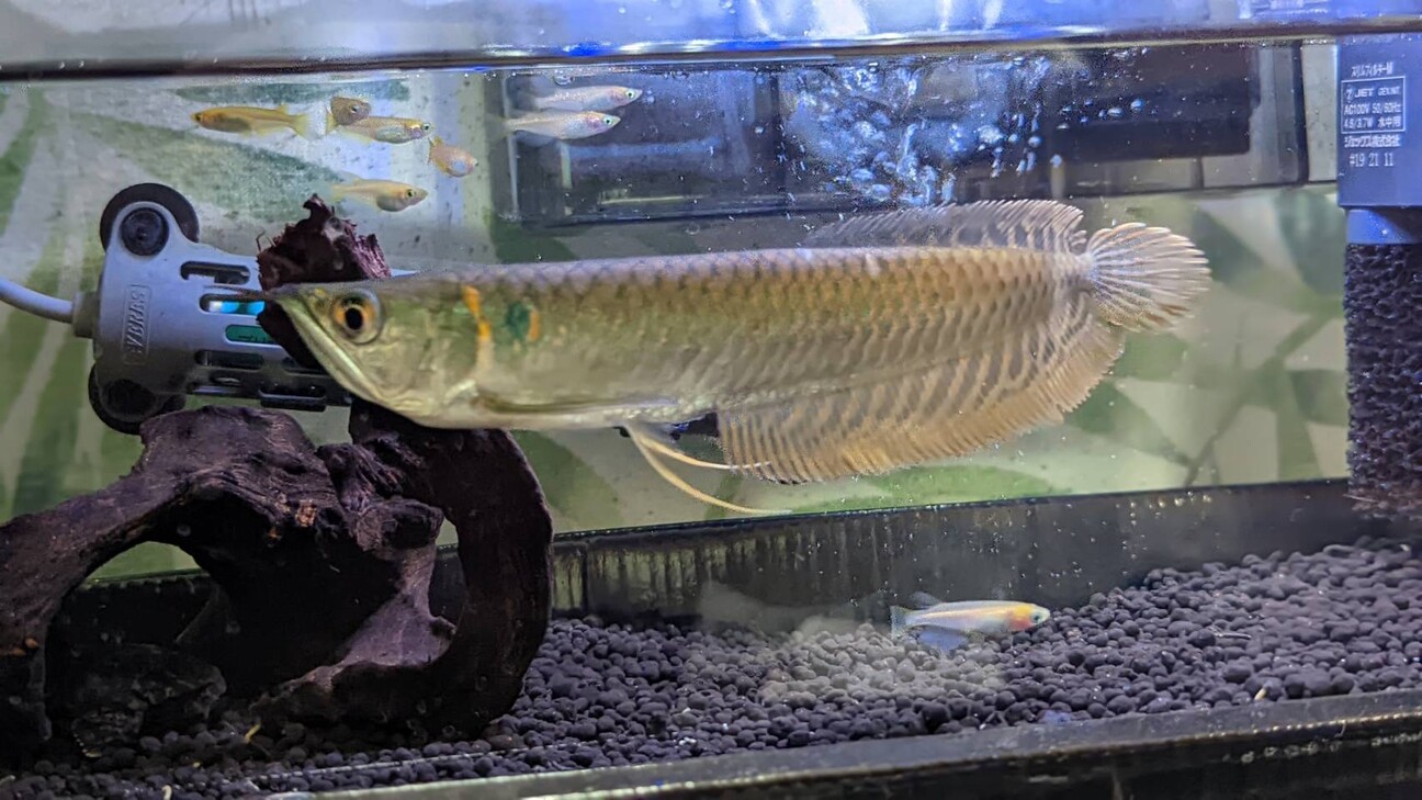 シルバーアロワナとプレコ