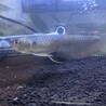 シルバーアロワナ(プレコ入り水槽) サムネイル2