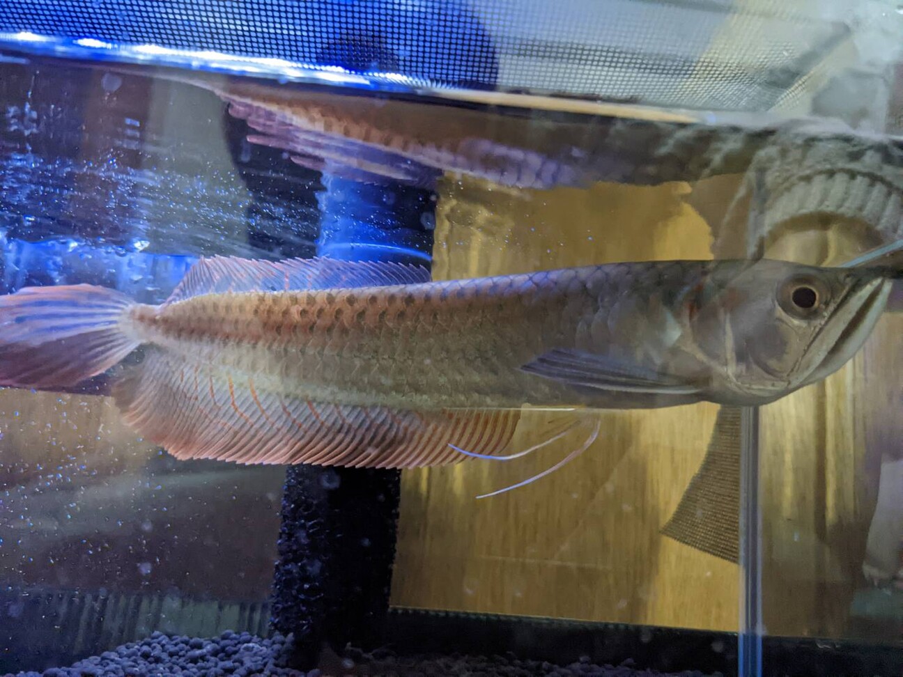 シルバーアロワナ(プレコ...」埼玉県 - 熱帯魚・観賞魚の里親募集 
