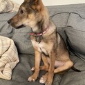 甘えん坊のココちゃん✴︎家族募集中