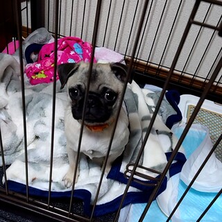 元気いっぱいで可愛いいパグの子犬です!