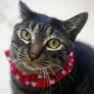 2匹で募集、大きな甘えたツシマ、高齢者さんにも