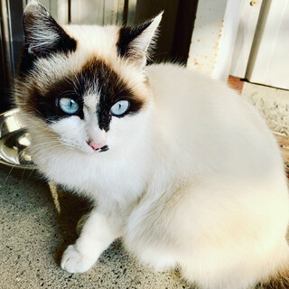 たぬきじゃないよ。