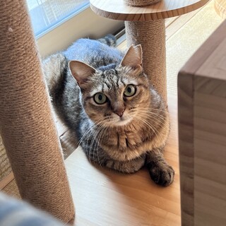 元庭猫クルミちゃん里親様決定