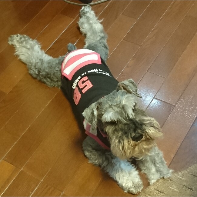 bardoriのカバー写真