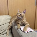 豆くん^_^緊急里親募集中！！