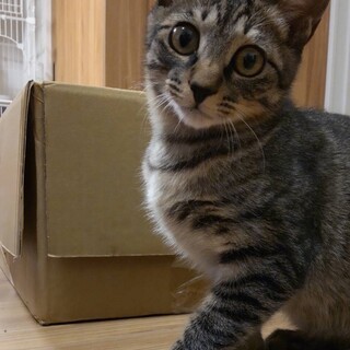 可愛いキジトラの男の子★豆ちゃん