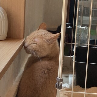 クリーム色の淡い毛並みが美しい穏やかな「クリーム」