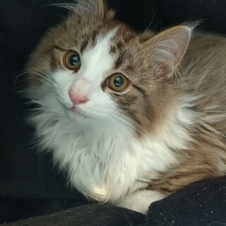 フワッフワな毛並みが美しいイケメン子猫の「あが」