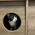 トライアル中☺️元気いっぱいハチワレ美猫の小夏