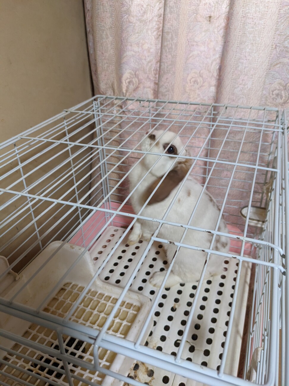 ロップイヤーの女の子 サムネイル2