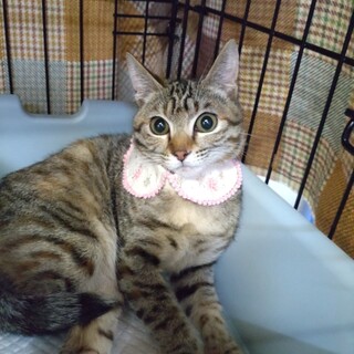 ピアノちゃん♀後脚ハンデあり。