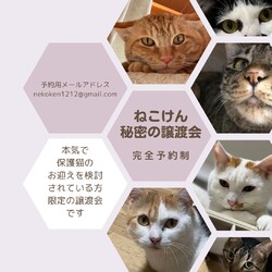 秘密の譲渡会 by ねこけん サムネイル1