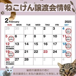 秘密の譲渡会 by ねこけん サムネイル2