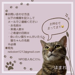 秘密の譲渡会 by ねこけん サムネイル3