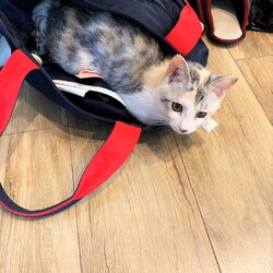 in瀬戸市☆子猫もいる譲渡会2023年2月4日（土）～ ちーむ にゃいんず