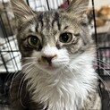 保護猫♀長毛美猫☆もちこ・3か月位