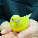 飼い主が見つからなかった迷子のセキセイインコ