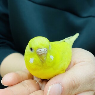 飼い主が見つからなかった迷子のセキセイインコ