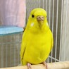 飼い主が見つからなかった迷子のセキセイインコ サムネイル2