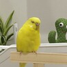 飼い主が見つからなかった迷子のセキセイインコ サムネイル3