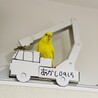 飼い主が見つからなかった迷子のセキセイインコ サムネイル4