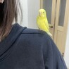 飼い主が見つからなかった迷子のセキセイインコ サムネイル5