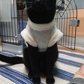 野良から保護した黒猫くん