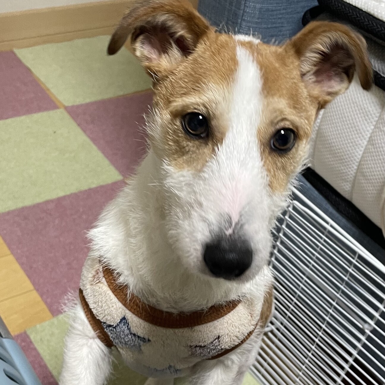 現在交渉中☆ジャック♂ジ...」大阪府 - 犬の里親募集(446871) 1枚目の 
