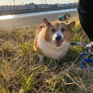 コーギーのシニア犬で人が大好きです。