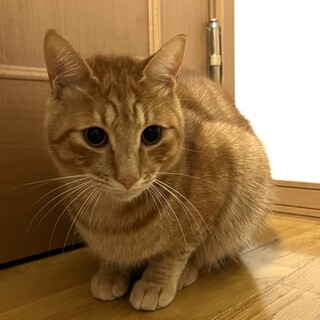 2歳　元気いっぱいチャチャくん