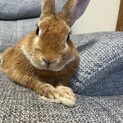 ミックスうさぎの男の子♪♪