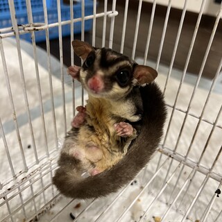 フクロモモンガ　オス　7歳