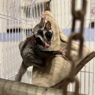 フクロモモンガ　メス　6歳